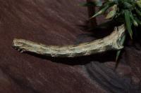 Crocallis dardoinaria