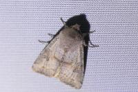 Orthosia incerta
