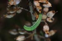 Xestia castanea