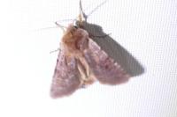 Cerastis rubricosa