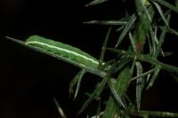 Xestia castanea