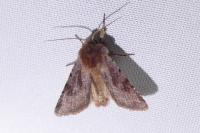 Cerastis rubricosa