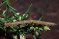 Peribatodes rhomboidaria