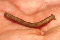 Peribatodes rhomboidaria