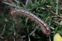 Lasiocampa quercus