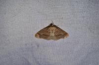 Phigaliohybernia marginaria