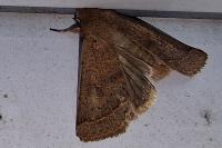 Orthosia cerasi