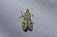 Diurnea fagella