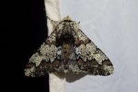 Biston strataria