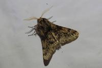 Apocheima hispidaria