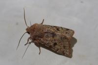 Orthosia incerta