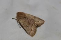 Orthosia cerasi