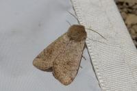 Orthosia cruda