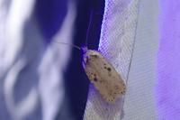 Agonopterix yeatiana