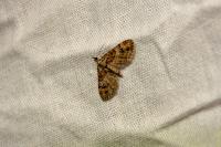 Gymnoscelis rufifasciata