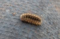 Arctia villica