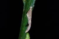 Coleophora calycotomella