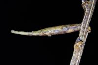 Coleophora calycotomella