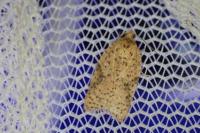 Acleris ferrugana
