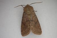 Orthosia cerasi