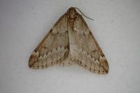 Alsophila aescularia