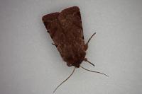 Cerastis rubricosa