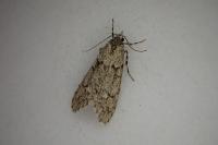 Diurnea fagella