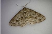 Ectropis crepuscularia