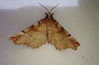 Selenia dentaria
