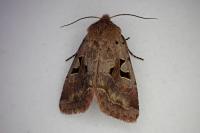 Orthosia gothica