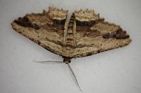 Menophra abruptaria