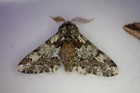 Biston strataria