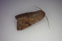 Orthosia incerta