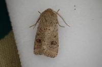 Orthosia cruda