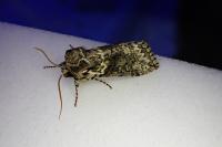 Polyploca ridens