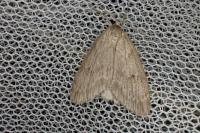 Pachycnemia hippocastanaria