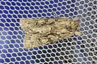 Xylocampa areola