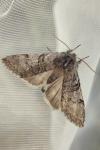 Achlya flavicornis