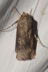 Agrotis ipsilon
