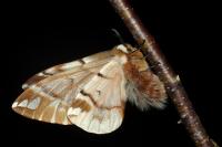 Endromis versicolora