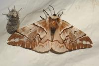 Endromis versicolora