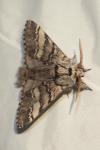 Drymonia ruficornis