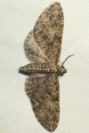 Eupithecia abbreviata