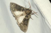 Polyploca ridens