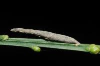 Coleophora calycotomella