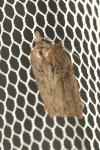 Acleris hastiana