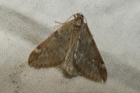 Alsophila aescularia