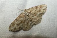Ectropis crepuscularia
