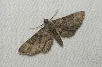 Gymnoscelis rufifasciata