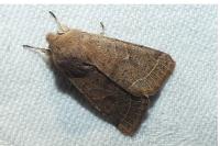 Orthosia cerasi